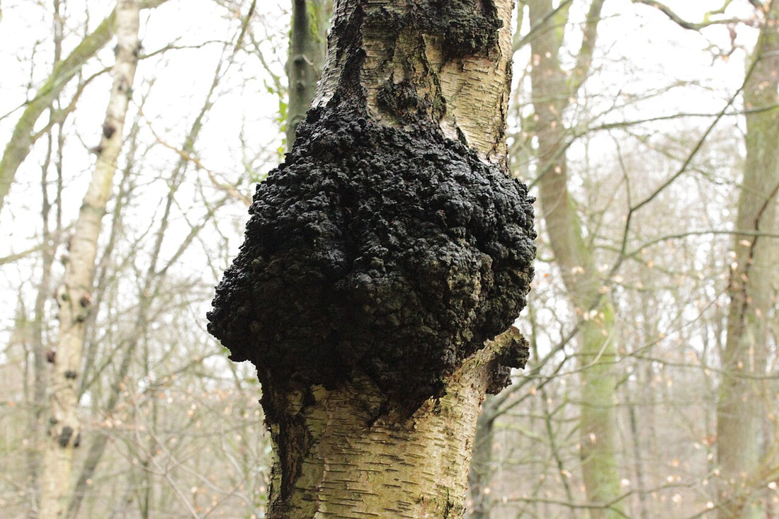 Chaga (Inonotus obliquus) voksende på et birketræ — foto: Björn S. (CC BY-SA 2.0)