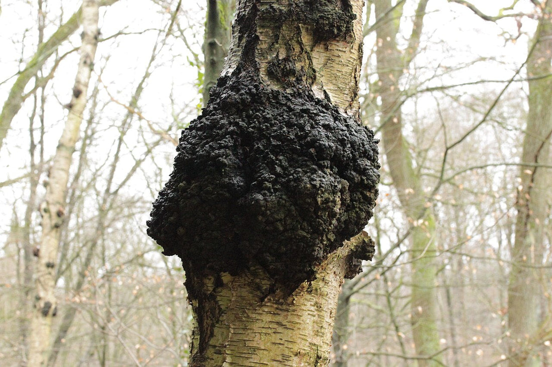 Chaga — den sibiriska hälsosvampen: Bioaktiva ämnen, antioxidanter och immunförsvar