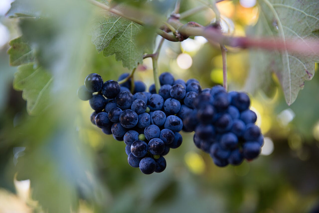 Mörka röda druvor på vinrankan – en naturlig källa till resveratrol