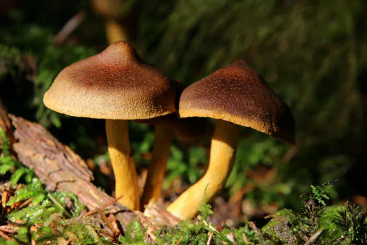 Virker svampetilskud