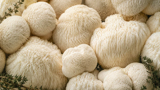Hvad er Lions' Mane?