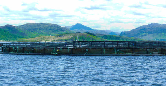 Lidt tanker om kilden til Omega 3 fedtsyrer - og hvorfor vi har ventet...