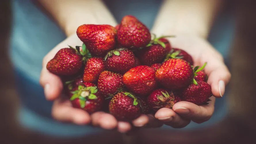Fisetin – en spännande flavonoid för longevity