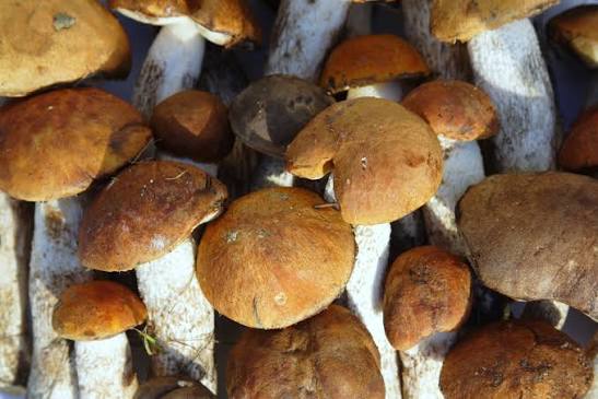 Svampesæson: Hvad siger den nyeste forskning om Lion's Mane, Reishi og Chaga?