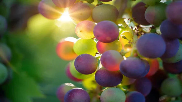 Spermidin & Quercetin: Sådan aktiverer du kroppens autofagi
